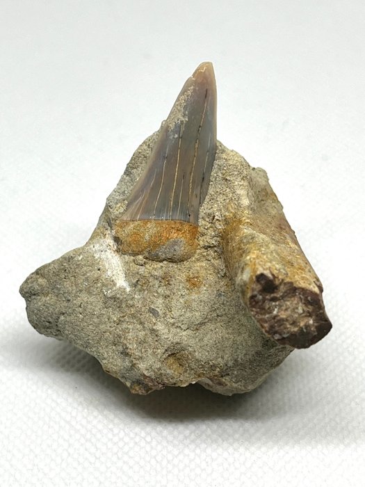 寬齒白鯊 - 牙齒化石 - Isurus planus