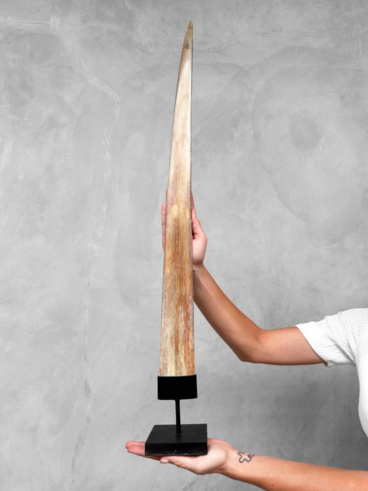 KEIN MINDESTPREIS - Großer Schwertfischstoßzahn montiert auf passgenauem Ständer - Rostrum auf Ständer - Xiphias Gladius - 82 cm - 10 cm - 10 cm- Nicht-CITES-Arten -  (1)