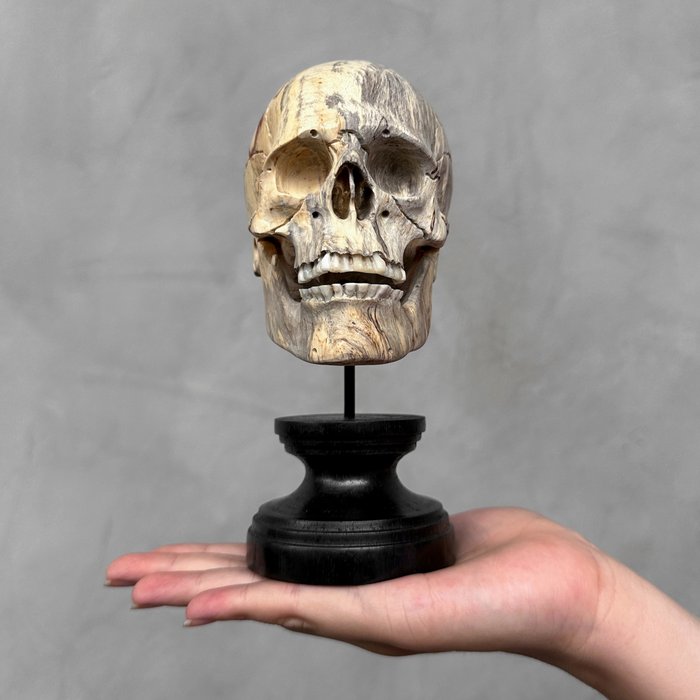 Snijwerk, NO RESERVE PRICE - Hand-carved Wooden Human Skull With Stand - 17 cm - Tamarinde hout - 2024