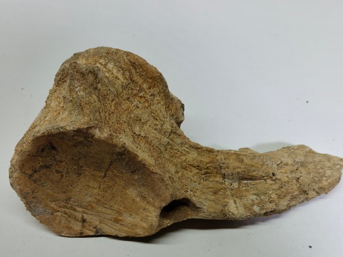 Plezjozaur - Skamieniała kość kręgowa - Zarafasaurus oceanis - 16 cm - 8.5 cm