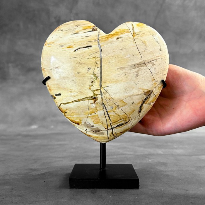 FĂRĂ PRET DE REZERVĂ - Minunat lemn pietrificat în formă de inimă pe un suport personalizat. - Lemn fosilizat  - Petrified Wood - 19 cm - 13 cm  (Fără preț de rezervă)