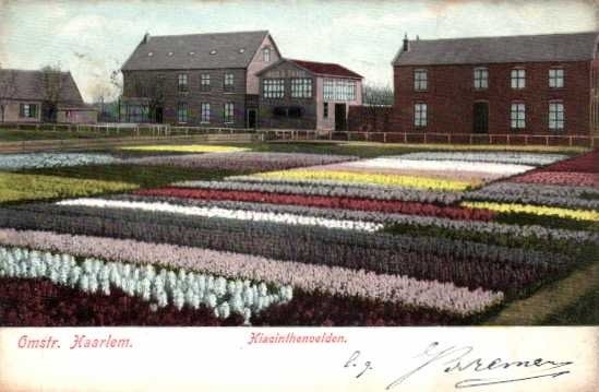 Pays-Bas - Champs de bulbes en Hollande avec des cartes très anciennes - Carte postale (102) - 1902-1958