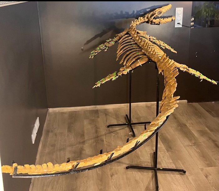 沧龙 - 骨骼化石 - 3.25 m - 1.1 m