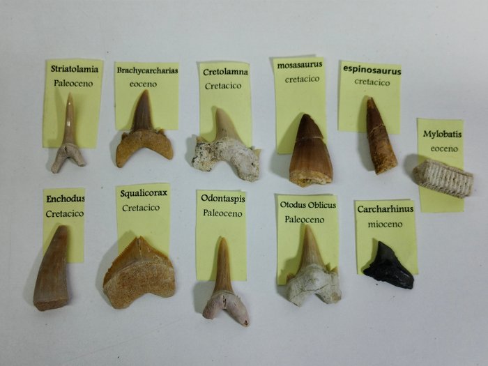 verzameling van 11 fossielen van soorten en dinosaurussen - Fossiele tanden  (Zonder Minimumprijs)