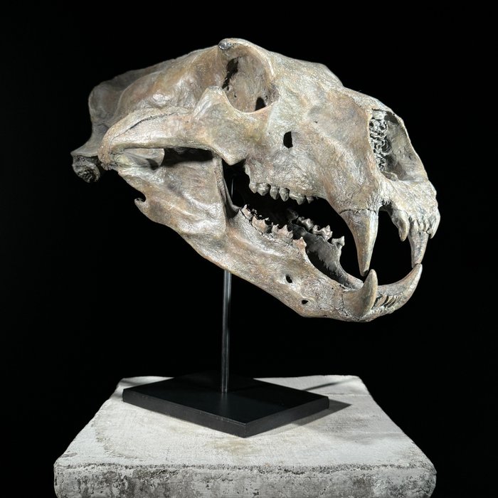 NO RESERVE PRICE - A Replica of Polar Bear skull on stand -  Museum Quality - Brown Colour Taxidermy replica mount - Ursus Maritimus - 35 cm - 23 cm - 36 cm - 1