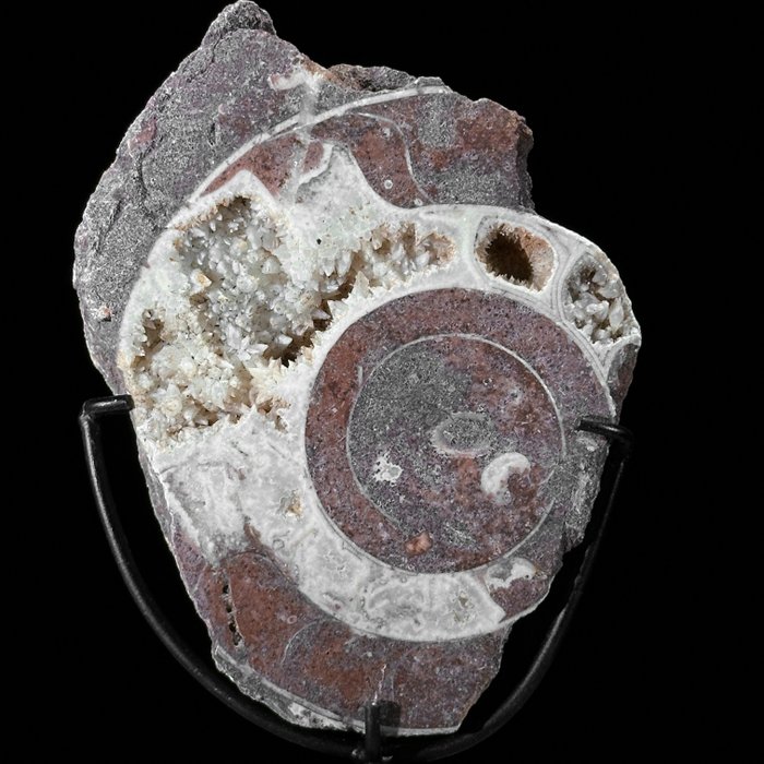 SIN PRECIO DE RESERVA: Impresionante amonita en un soporte personalizado - Esqueleto fósil - Ammonoidea - 16 cm - 8 cm  (Sin Precio de Reserva)