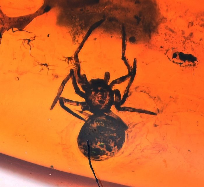 Baltischer Bernstein mit detaillierten Araneae: Araneida (Spinne) und mehrere Diptera - Fossiles Cabochon