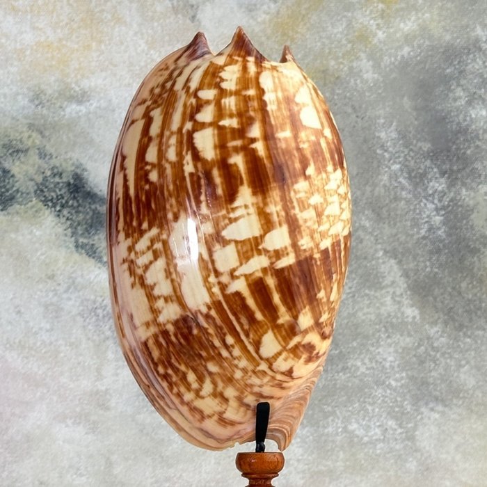 無底價 - 訂製支架上的 Melo 雙耳瓶外殼 - 貝殼 - Melo Amphora  (沒有保留價)