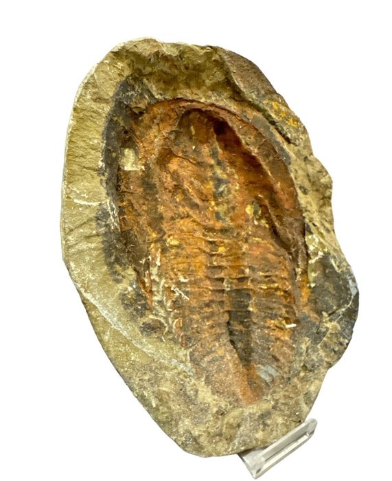 Trilobit - Tierfossil - Trilobite Andalusiana  parte  Negativa - 18 cm - 14 cm  (Ohne Mindestpreis)
