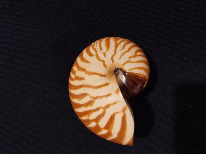 Nautilo Concha marina - Nautilus