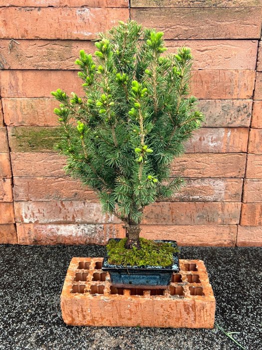 Bonsai Abeto (Picea) - Altura (árvore): 39 cm - Profundidade (árvore): 27 cm - Japão
