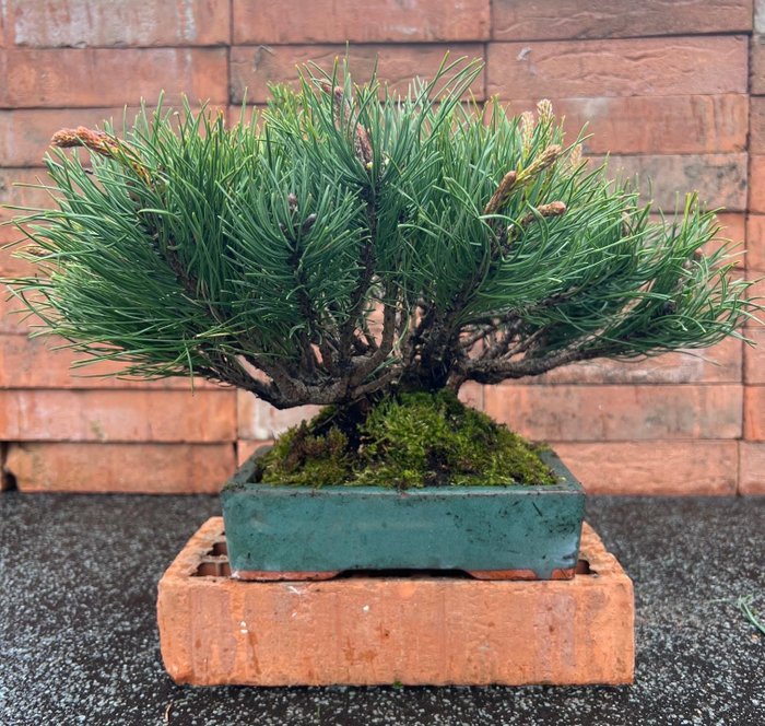 Kiefernbonsai (Pinus) - Höhe (Baum): 24 cm - Tiefe (Baum): 44 cm - Japan