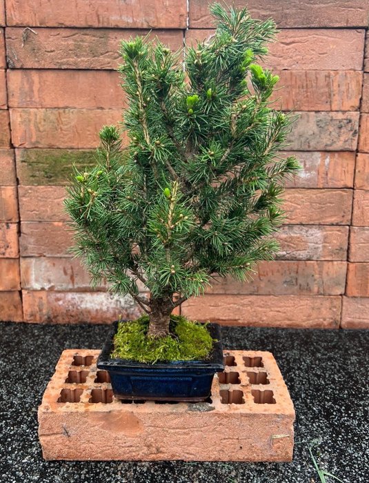 Bonsai Abeto (Picea) - Altura (árvore): 35 cm - Profundidade (árvore): 23 cm - Japão