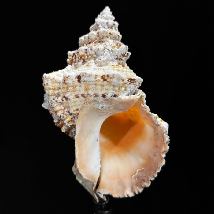 AUCUN PRIX DE RÉSERVE - Coquille de conque complexe sur un support personnalisé - Coquillage marin - Triplofusus giganteus  (Sans Prix de Réserve)