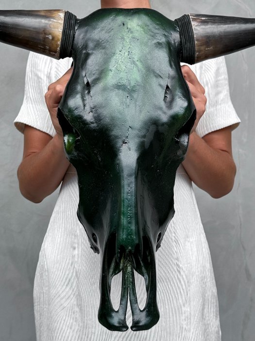 ΧΩΡΙΣ ΤΙΜΗ ΑΠΟΦΑΣΗΣ - Βαμμένο κρανίο ταύρου - Μεταλλικό Πράσινο Χρώμα - Κρανίο - Bos Taurus - 46 cm - 61 cm - 17 cm- Είδη που δεν ανήκουν στο CITES -  (1)