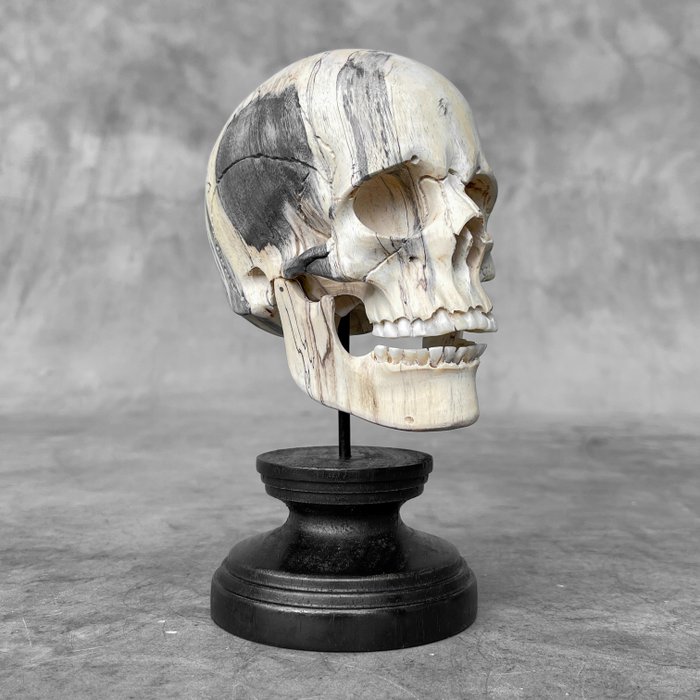 雕刻, - NO RESERVE PRICE - Wooden Human Skull With A Beautiful Grain on a custom stand - 19 cm - 羅望子屬 - 2024