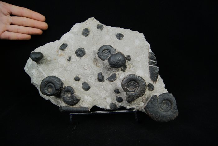 Ammonite - Plaque de mortalité fossilisée