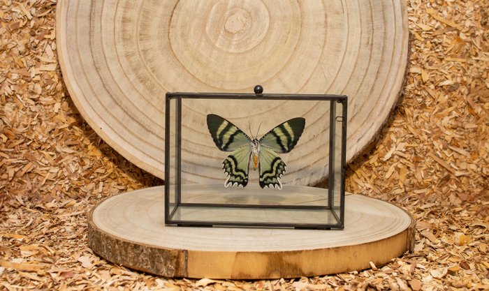 Sommerfugl Taksidermi fuld kropsmontering - Alcides orontes - 12 cm - 15 cm - 8 cm