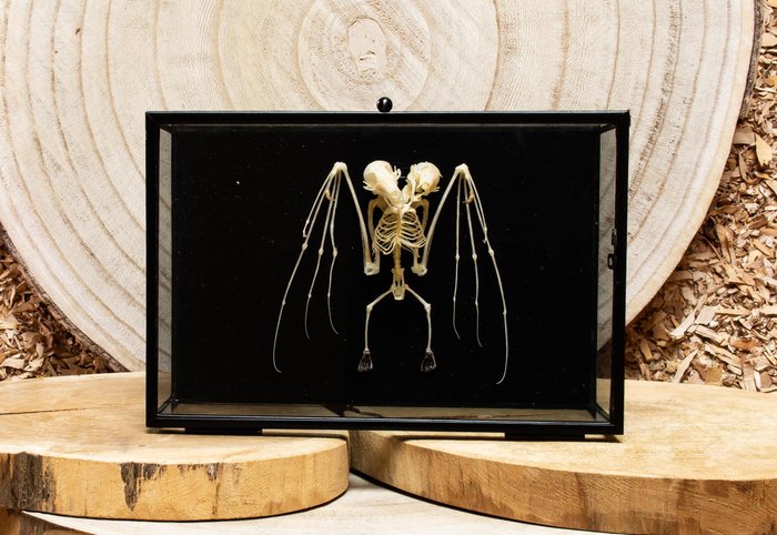 Esqueleto Corpo inteiro embalsamado - Magroglossus minimus 2 headed - 12 cm - 18 cm - 6 cm - Espéciesnão-CITES