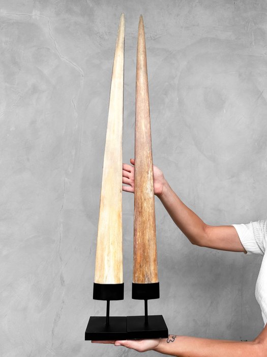 KEIN MINDESTPREIS – Ein Paar extra große Schwertfischpodeste auf passgenauen Sockeln – Rostrum auf Ständer - Xiphias Gladius - 91 cm - 10 cm - 10 cm- Nicht-CITES-Arten -  (2)
