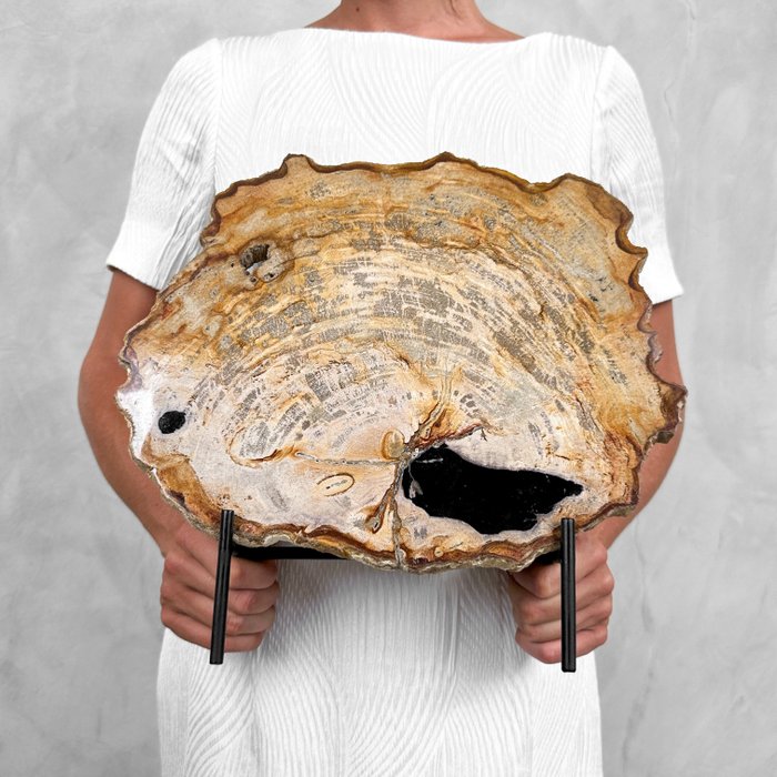 EI VARASHINTA - Kaunis siivu kivettynyttä puuta mukautetussa telineessä - Kivettynyt puu - Petrified Wood - 32 cm - 33 cm  (Ei pohjahintaa)