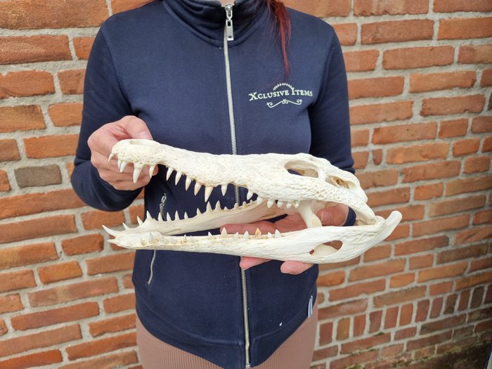 Todellinen krokotiilin kallo Täytetyn eläimen olkapääjalusta - crocodiles siamensis - 8 cm - 29.5 cm - 14 cm - CITES Appendix I - EU:n Annex A