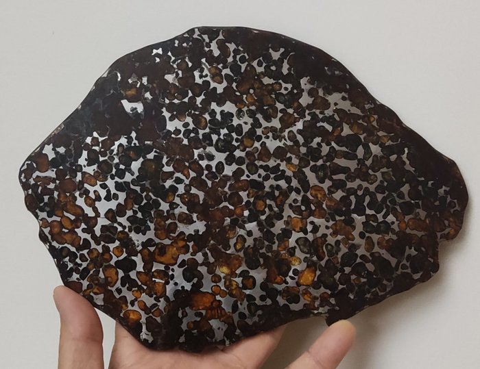 Sericho Meteorit Pallasit - Höhe: 250 mm - Breite: 170 mm - 325 g