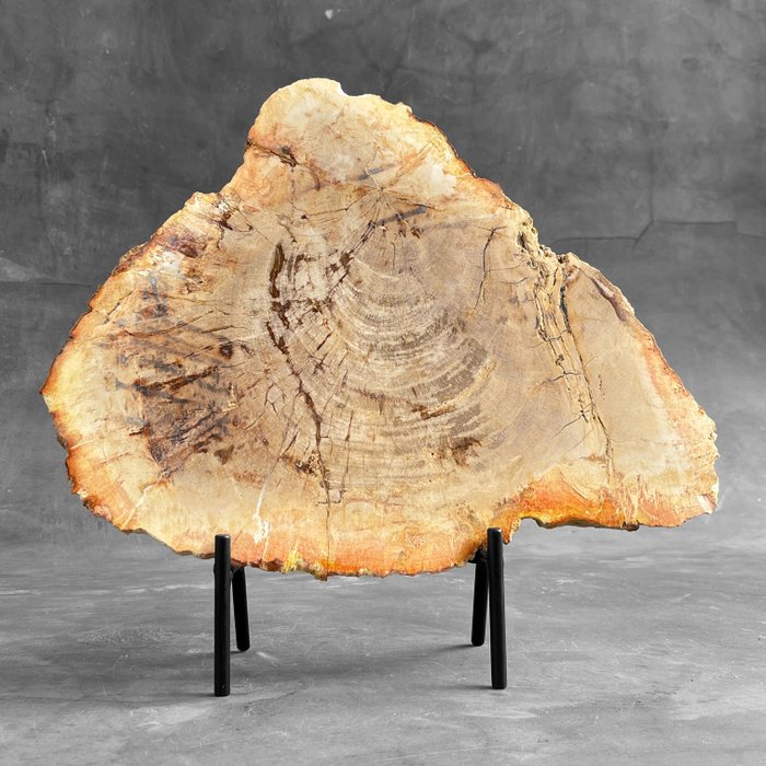 无底价 - 定制展台上精美的硅化木片 - 化石木材 - Petrified Wood - 32 cm - 34 cm  (没有保留价)