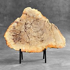 GEEN RESERVEPRIJS – Prachtig stuk versteend hout op een aangepaste standaard – Gefossiliseerd hout – Petrified Wood – 32 cm – 34 cm  (Zonder Minimumprijs)