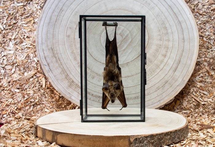蝙蝠 標本全身支架 - Hipposidorus diadema - 20 cm - 12 cm - 6 cm