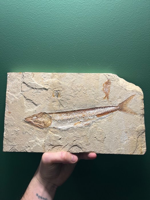 Poisson - Animal fossilisé - Prionolepis Cataphractus - 29 cm - 17 cm
