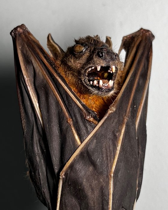 Morcego Corpo inteiro embalsamado - Cynopterus brachyotis - 15 cm - 7 cm - 3 cm - Espéciesnão-CITES - 1