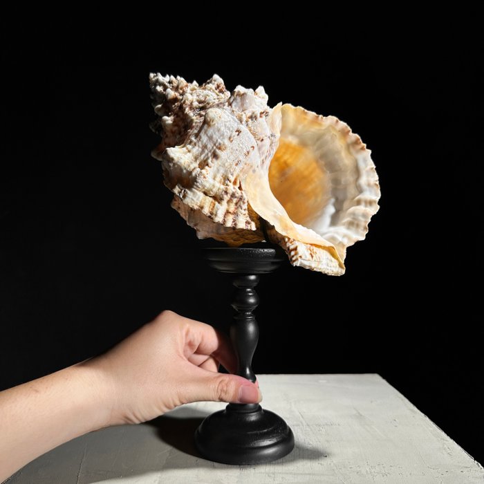 無底價 - 訂製展台上錯綜複雜的海螺殼 貝殼 - Triplofusus giganteus  (沒有保留價)