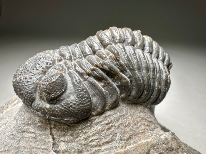 Trilobiitti - Fossiilinen selkäkilpi - Reedops maurulus