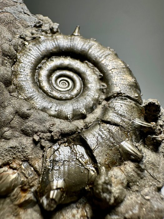 Cluster di ammoniti spinose piritizzate, "Ammoniti dorate" - Guscio fossilizzato - Eteoderoceras  (Senza Prezzo di Riserva)
