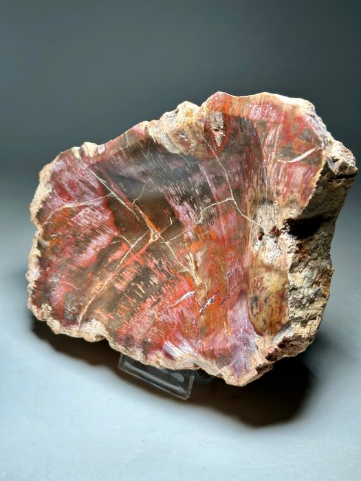 Fossil Wood- Καταπληκτικό Μωβ χρώμα - Απολιθωμένο ξύλο - Araucaria sp.