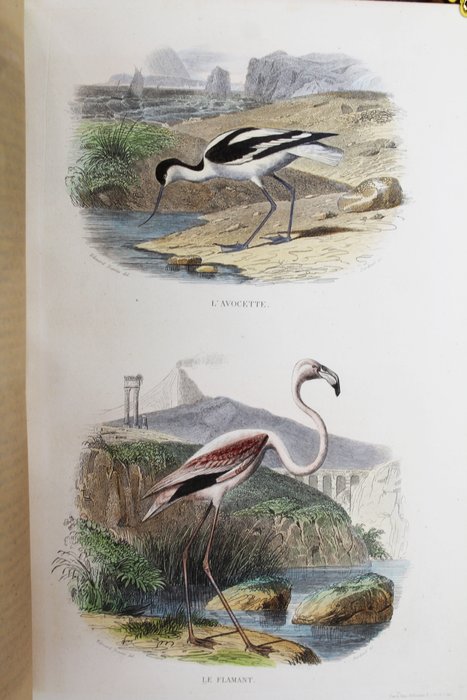 Buffon - Œuvres complètes de Buffon: Oiseaux II - 1853
