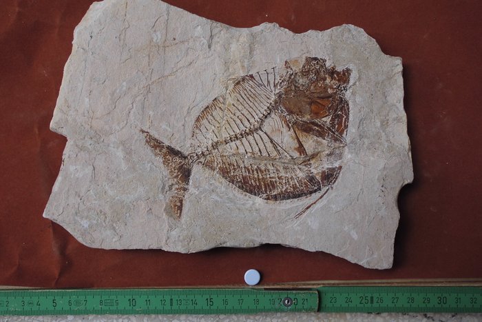 化石 - mortality plate化石