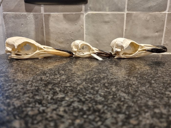 Pinguim Gentoo Crânio - Pygoscelis papua - 3.5 cm - 4 cm - 15 cm- Espéciesnão-CITES -  (3)