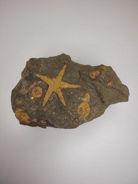 Estrella de mar - Animal fosilizado - 14.6 cm - 8.9 cm