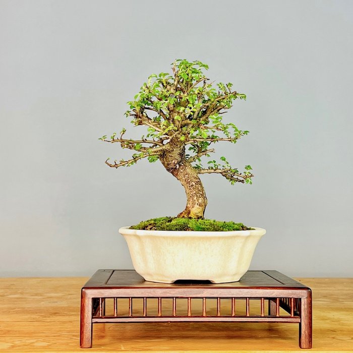Japanese elm bonsai (Zelkova) - Height (Tree): 20 cm - Depth (Tree): 20 cm - Portugal