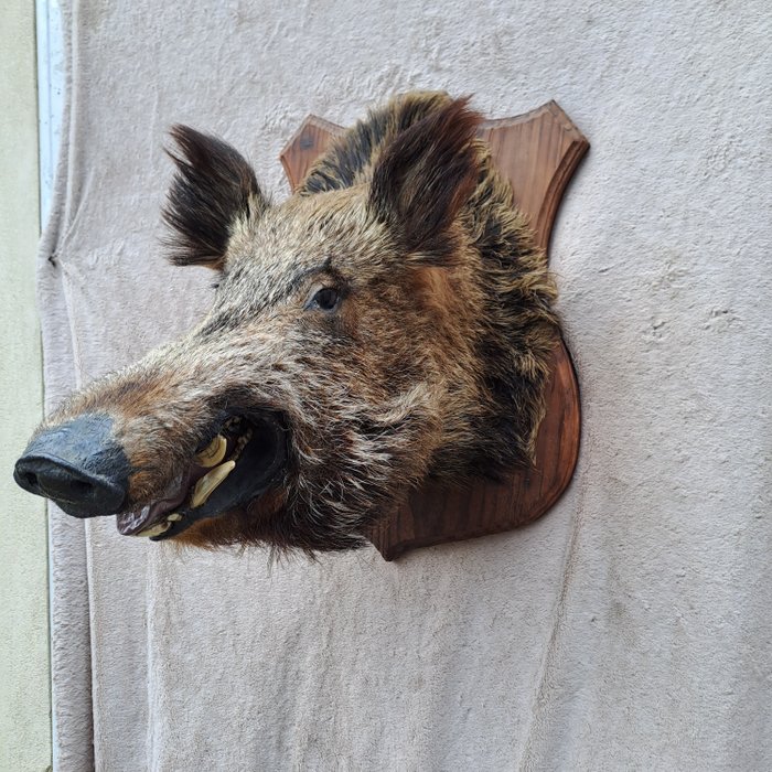 Vaikuttava päähän kiinnitettävä olkapää - turkkilainen villisika - kilvessä - Täytetyn eläimen seinäkiinnike - Sus scrofa - 100 cm - 91 cm - 60 cm - Ei-CITES-kohde