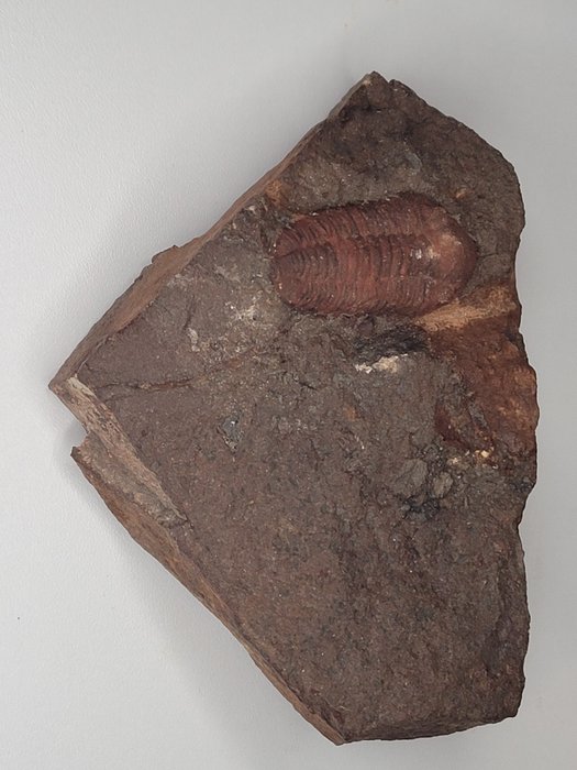 Trilobit - Fossiliserat djur - 10.4 cm - 14.3 cm  (Utan reservationspris)