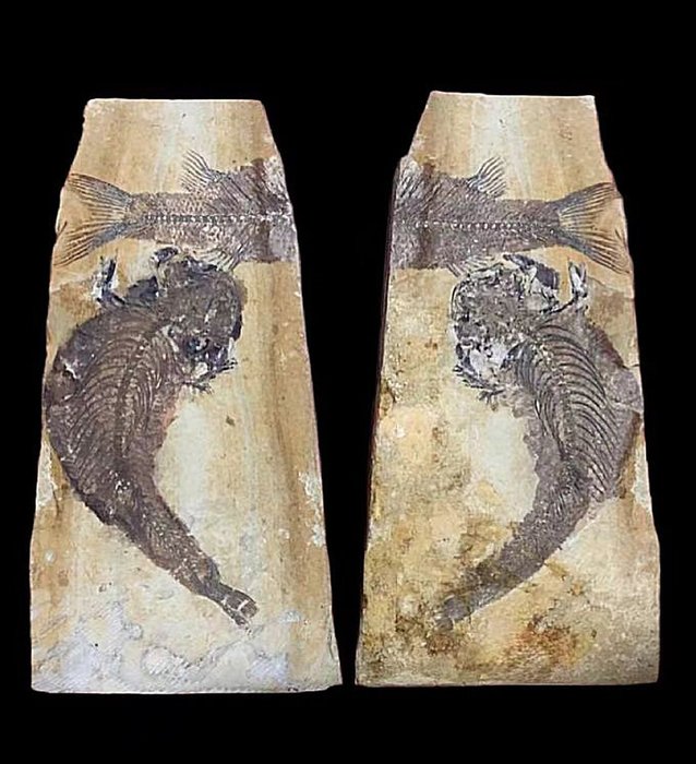 一對-狼翅目-特殊形狀 - 動物化石 - 17 cm - 11 cm