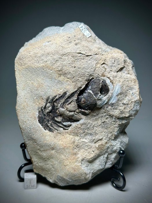 Cône de pins fossiles rares - Plante fossilisée