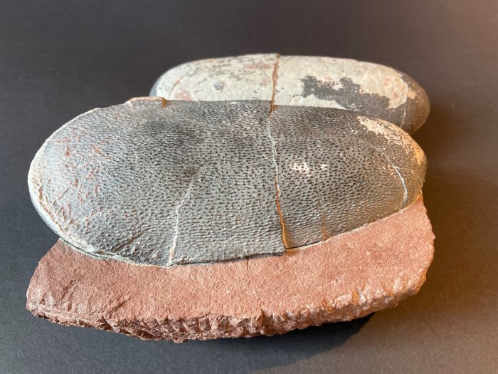 偷蛋龙 - 下颌化石 - 20 cm - 17 cm