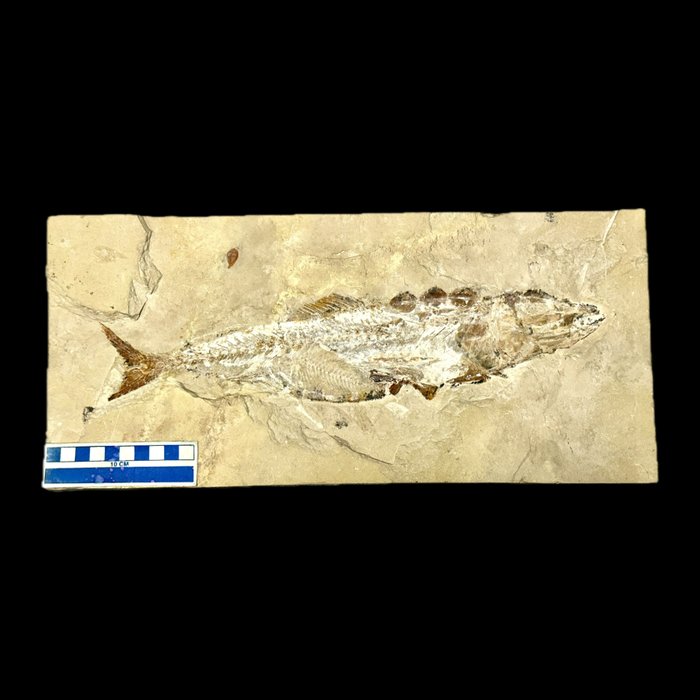 peixe com peixe no estômago - Esqueleto fóssil - Enchodus marchesettii - 41.5 cm - 19 cm