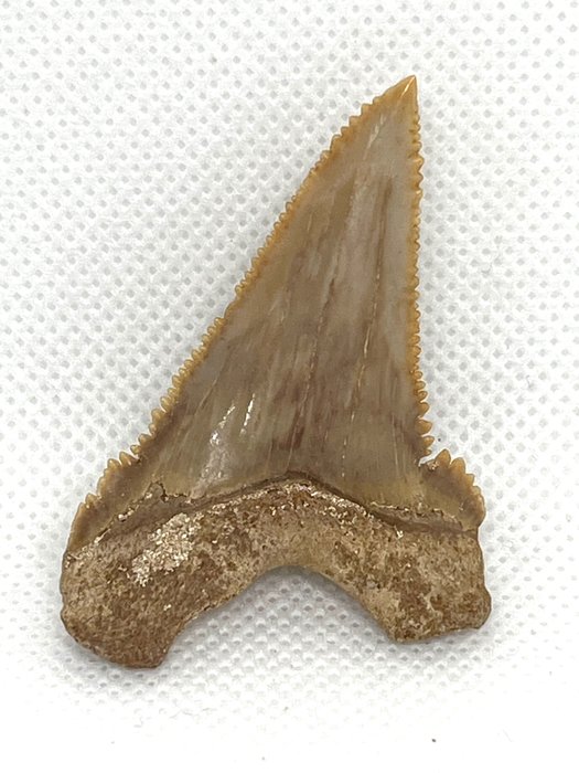 東方古鯊 - 牙齒化石 - Paleocarcharodon orientalis