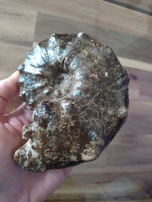 Ammonite fósil Mammites nodosoides - Caparazón fósil - 12.5 cm  (Sin Precio de Reserva)
