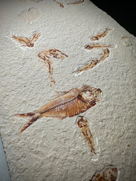 Uimitoare farfurie preistorică mare de pește clupeomorf de apă dulce - 16x - Placă de mortalitate fosilă - Diplomystus & Knightia